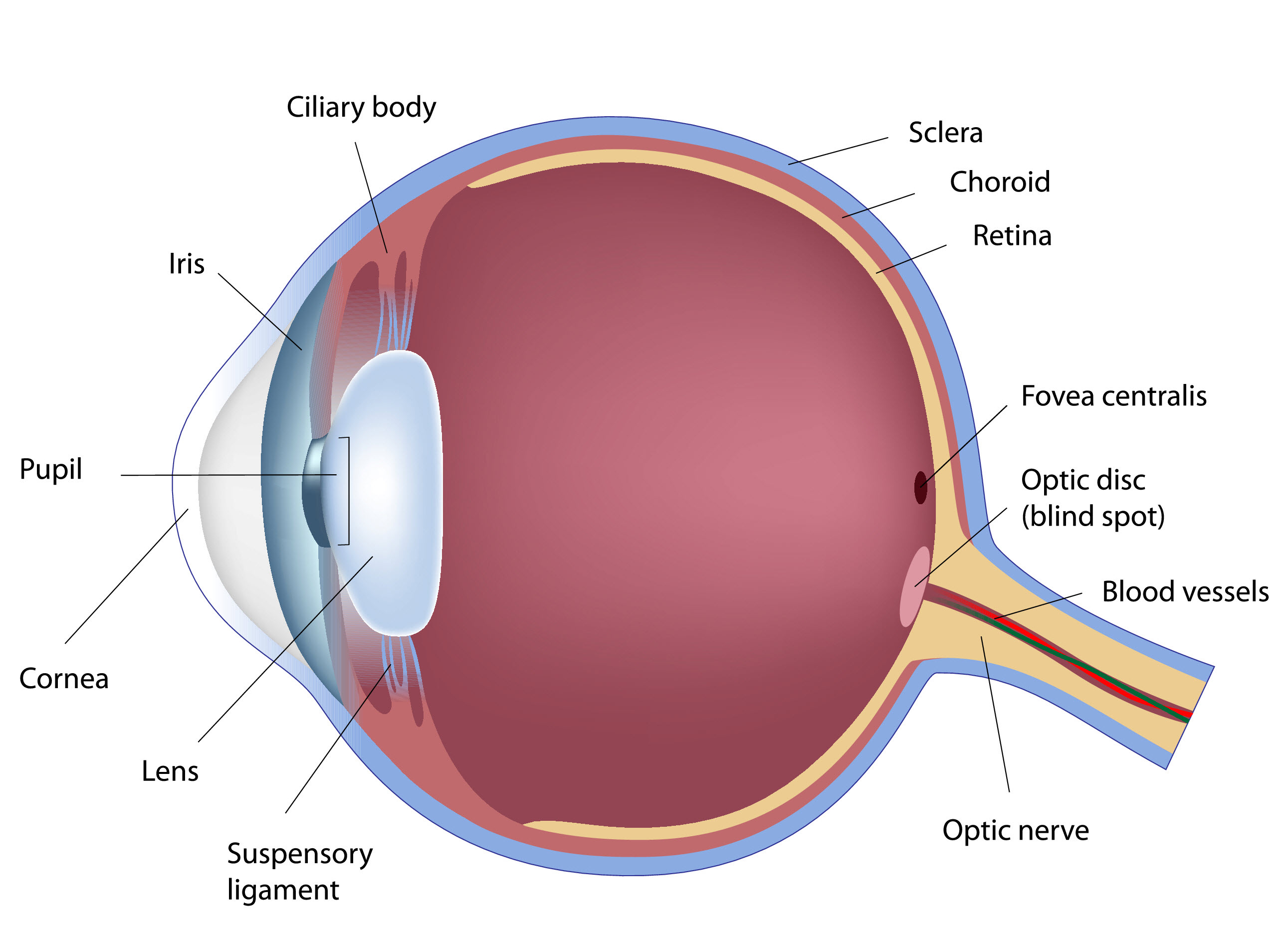 Diagram of the human eye